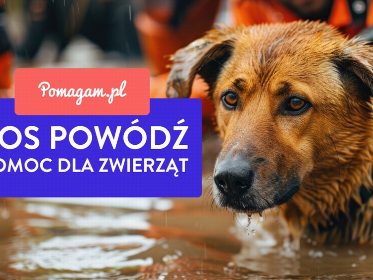 Dramatyczne skutki powodzi dla zwierząt